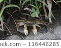 Baby red crab 116446285