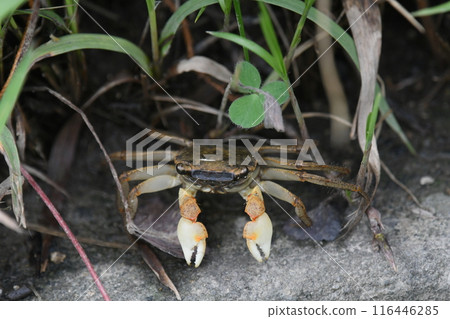 Baby red crab 116446285