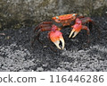 Parent red crab 116446286
