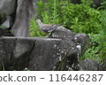 Turtledove on a stone 116446287