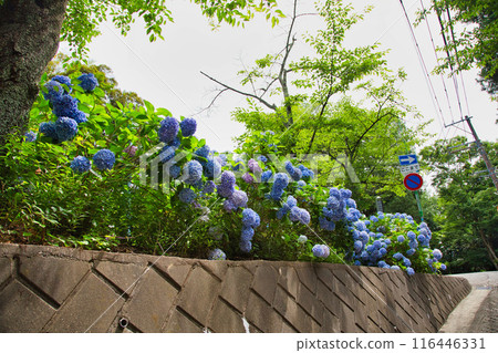With spring approaching, hydrangeas are in full bloom after the rain at Mt. Asuwa. 116446331