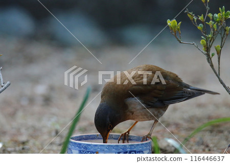 來到花園的鳥:白腹鳥 來到花園的鳥:白腹鳥 116446637