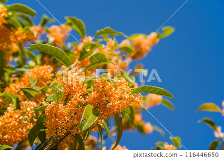 【秋花】桂花 116446650