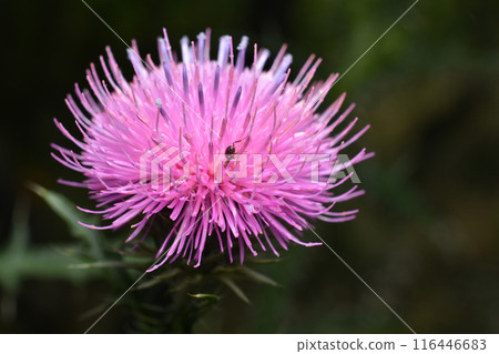 Pink thorny thistle flower. 116446683