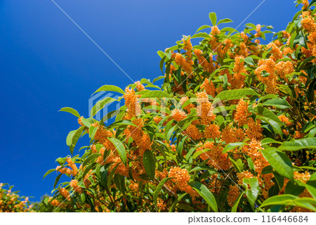 Autumn Flower: Sweet Osmanthus 116446684