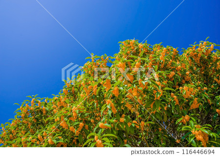 Autumn Flower: Sweet Osmanthus Autumn Flower: Sweet Osmanthus 116446694