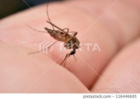 A mosquito drinks blood from a person's finger. A mosquito drinks blood from a person's finger. 116446695