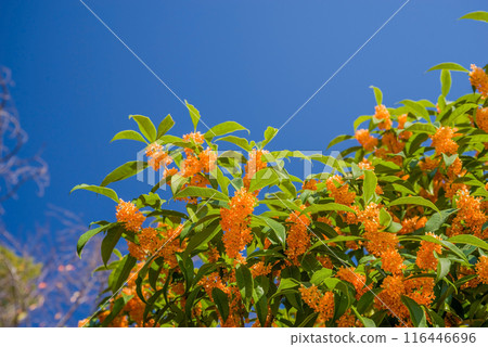 Autumn Flower: Sweet Osmanthus 116446696