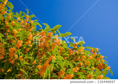 Autumn Flower: Sweet Osmanthus 116446697