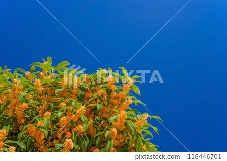Autumn Flower: Sweet Osmanthus 116446701