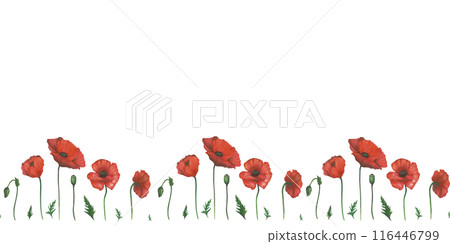Seamless border of watercolor illustrations of red poppy and leaves. Hand drawn, isolated on white background Seamless border of watercolor illustrations of red poppy and leaves. Hand drawn, isolated on white background 116446799
