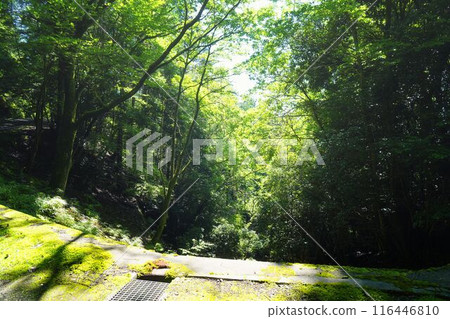 Primeval Forest of Uji 116446810