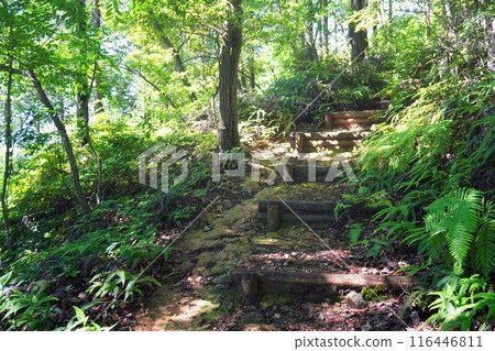 宇治原始森林 116446811