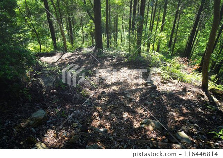 Primeval Forest of Uji 116446814