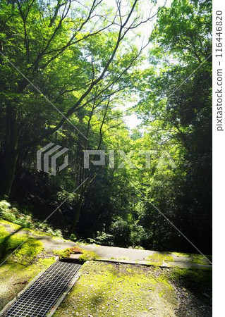 宇治原始森林 116446820