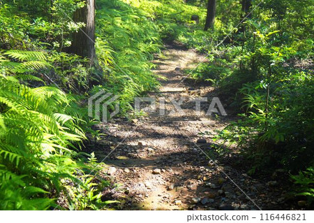 宇治原始森林 宇治原始森林 116446821