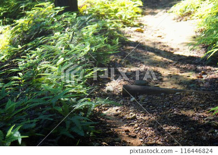 Primeval Forest of Uji Primeval Forest of Uji 116446824