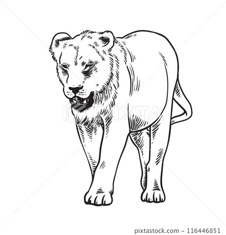 Lioness walking, hand drawn doodle sketch. 116446851