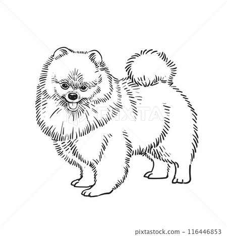 Cute pomeranian dog sketch illustration Cute pomeranian dog sketch illustration 116446853
