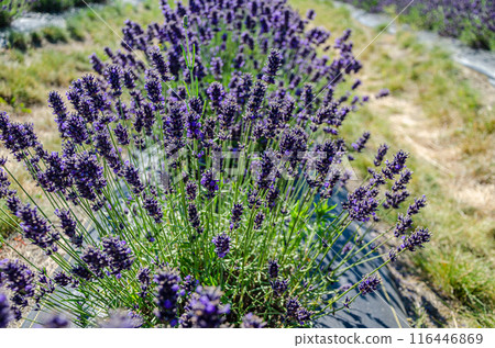Lavender cultivation in a flower farm in Fraser Valley, BC, Canada 116446869