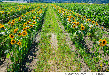 Sunflower cultivation in a flower farm in the Fraser Valley, BC, Canada Sunflower cultivation in a flower farm in the Fraser Valley, BC, Canada 116446886
