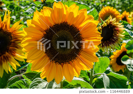 Sunflower cultivation in a flower farm in the Fraser Valley, BC, Canada 116446889