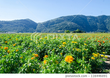 Marigold cultivation in a flower farm in the Fraser Valley, BC, Canada 116446891