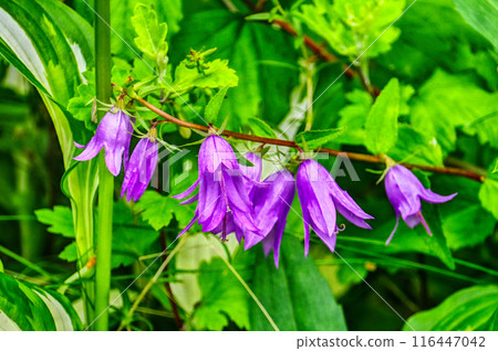 紫色的花 116447042