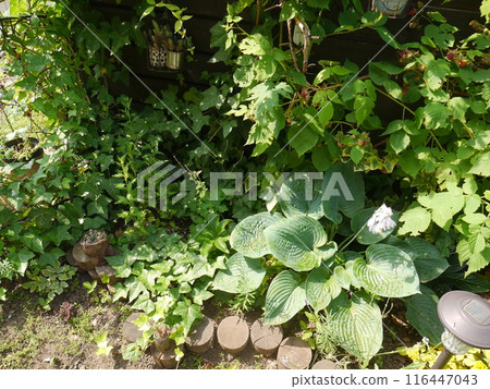 A beautiful garden filled with hostas and ivy 116447043