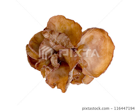 ear mushroom or Jew's ear isolate ear mushroom or Jew's ear isolate 116447194