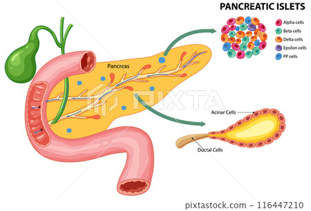 Pancreatic Islets and Cell Types - Stock Illustration [116447210] - PIXTA