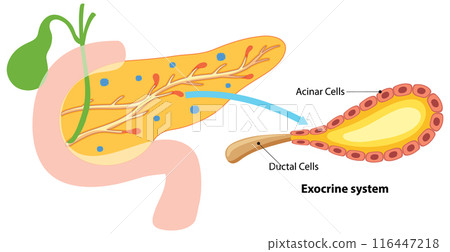 Human Pancreas Exocrine System Illustration 116447218