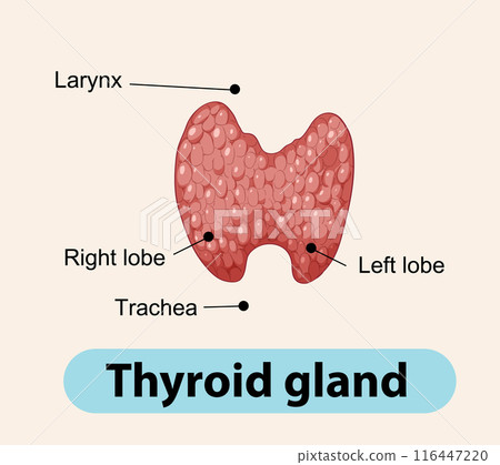 Anatomy of the Thyroid Gland 116447220