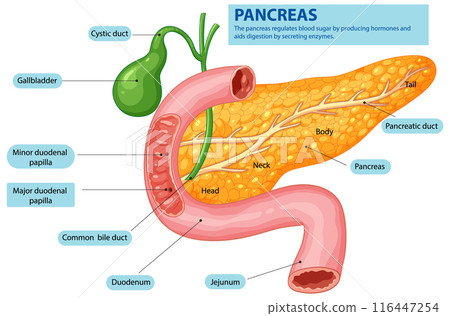 Human Pancreas and Digestive System Human Pancreas and Digestive System 116447254