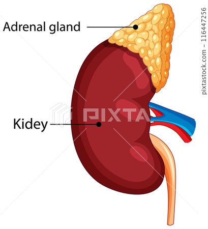 Human Kidney and Adrenal Gland 116447256