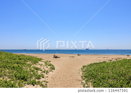愛知縣田原市伊良湖岬的小路濱海灘 116447391
