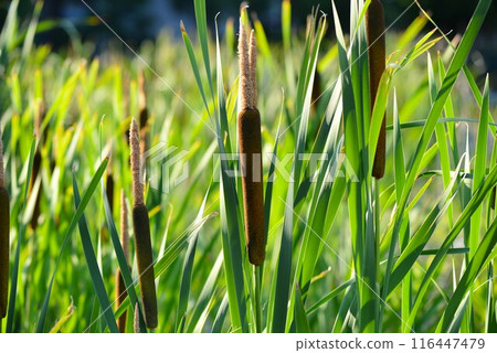 Cattails bathed in the spring light 116447479