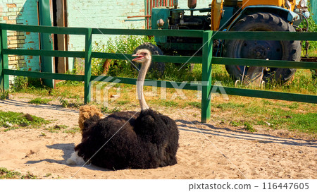 Domestic ostrich sits on the sand in a pen on a farm near a tractor 116447605