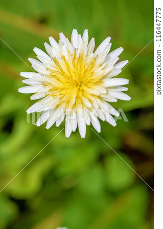 Flowers around the house, various in all four seasons. Cute little white dandelion flowers have bloomed in the field. 116447775