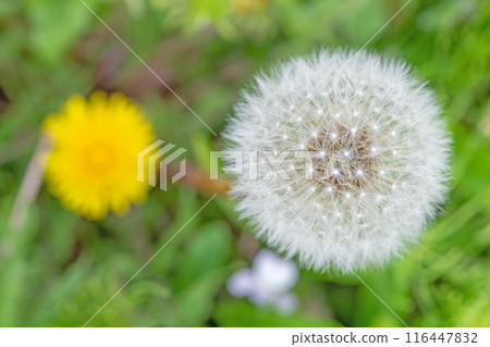 房子周圍鮮花盛開 - 不同的季節 - 蒲公英的白色絨毛閃閃發光。 房子周圍鮮花盛開 - 不同的季節 - 蒲公英的白色絨毛閃閃發光。 116447832