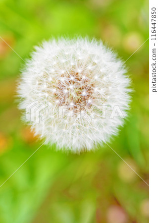 The flowers and plants around the house are of various seasons, and the white fluff of the dandelions shines beautifully. 116447850
