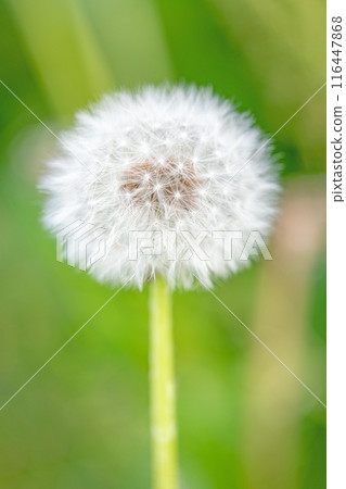 The flowers and plants around the house are of various seasons, and the white fluff of the dandelions shines beautifully. 116447868