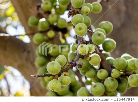 Green raw figs hanging on fig tree branch. Ficus carica. Green raw figs hanging on fig tree branch. Ficus carica. 116447914