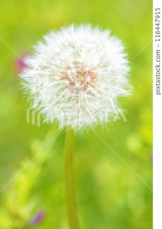 The flowers and plants around the house are of various seasons, and the white fluff of the dandelions shines beautifully. The flowers and plants around the house are of various seasons, and the white fluff of the dandelions shines beautifully. 116447915