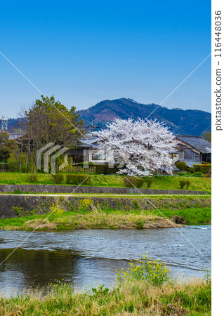 [京都風景]從鴨川看到的櫻花和山脈（比叡山/大文字山） 116448036
