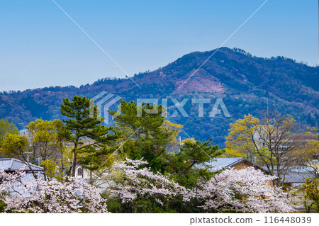 [京都風景]從鴨川看到的櫻花和山脈（比叡山/大文字山） 116448039