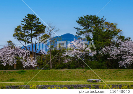 [Kyoto scenery] Cherry blossoms and mountains seen from the Kamo River (Mount Hiei/Mount Daimonji) 116448040