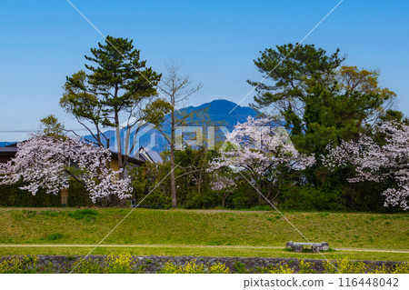 [Kyoto scenery] Cherry blossoms and mountains seen from the Kamo River (Mount Hiei/Mount Daimonji) 116448042