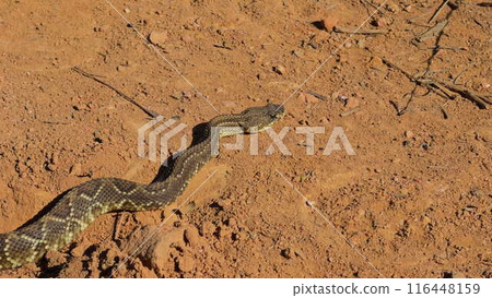 Rattlesnake abruptly turns towards the camera on dirt path Rattlesnake abruptly turns towards the camera on dirt path 116448159