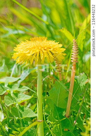 Flowers around the house, various in the four seasons. Cute little yellow dandelion flowers bloomed in the field. 116448232